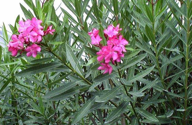 گلی که یزدی ها آن را دیوانه می نامند گلی که یزدی ها آن را دیوانه می نامند