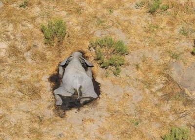 تصاویر تکان دهنده از مرگ مرموز صدها فیل در آفریقا