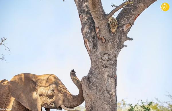 پلنگ از ترس فیل خشمگین به بالای درخت پناه برد