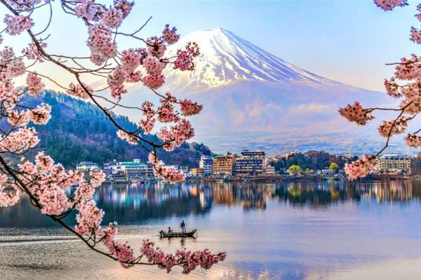 شکوفه های گیلاس ژاپن سال جاری زودتر باز می شوند