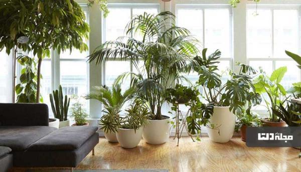 این گیاهان انرژی منفی خانه را دور می نمایند