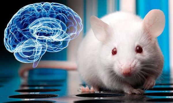 محققان برای درمان نابینایی بخشی از مغز انسان را به موش پیوند زدند