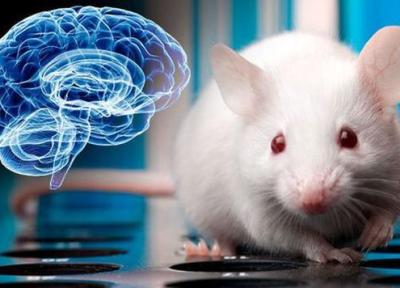محققان برای درمان نابینایی بخشی از مغز انسان را به موش پیوند زدند