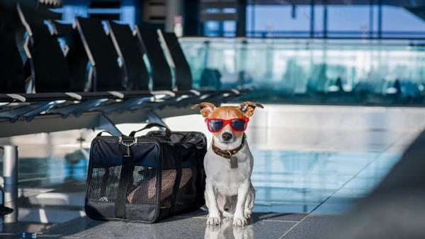 همه چیز درباره قوانین حمل حیوانات خانگی برای سفرهای هوایی